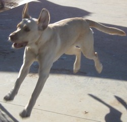 white lab puppy plays at Critter Camp in Amarillo