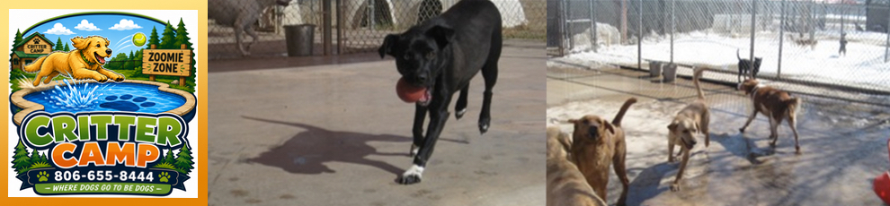 dogs_playing_at_critter_camp_amarillo
