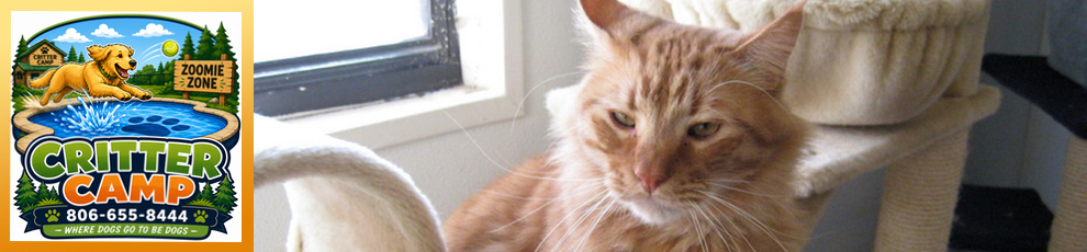 cat_at_critter_camp_amarillo